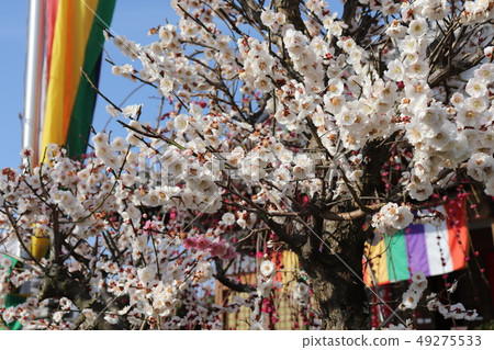 月瀨瀨林和新福寺 月瀨瀨林和新福寺 49275533