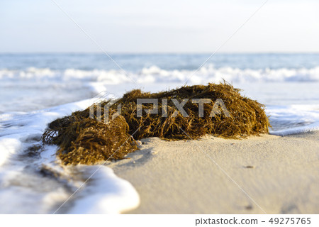 Honda straws (coastal drifting goods) Honda straws (coastal drifting goods) 49275765