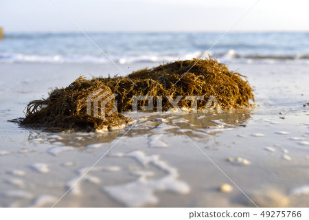 Honda straws (coastal drifting goods) 49275766