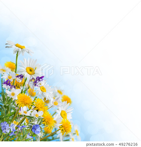 Floral background Floral background 49276216