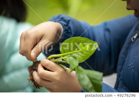 一群人,植樹,木を植える人々のグループ, planting trees, 一群人,植樹,木を植える人々のグループ, planting trees, 49276296