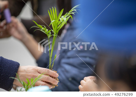 一群人，植樹，木を植える人々のグループ, planting trees, 49276299