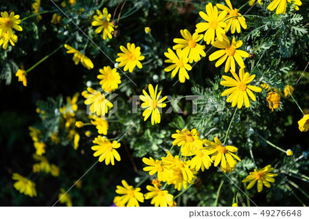 Beautiful Field Daisy flower or singapore daisy Beautiful Field Daisy flower or singapore daisy 49276648