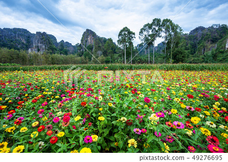 Common Zinnia (elegant zinnia) beautifully in the 49276695