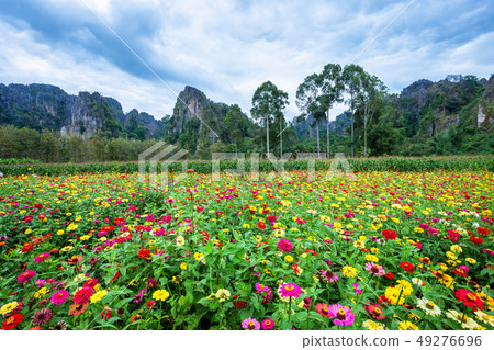 Common Zinnia (elegant zinnia) beautifully in the 49276696