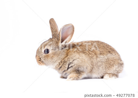 little gray fluffy bunny, isolate little gray fluffy bunny, isolate 49277078