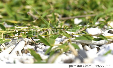 Creo蘿蔔(禾本科) Creo蘿蔔(禾本科) 49277082