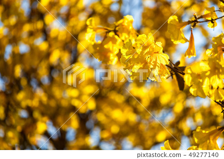 Golden trumpet tree at Park in on blue sky 49277140