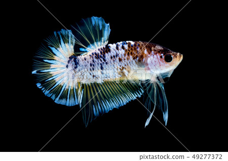 Betta fish Fight in the aquarium 49277372