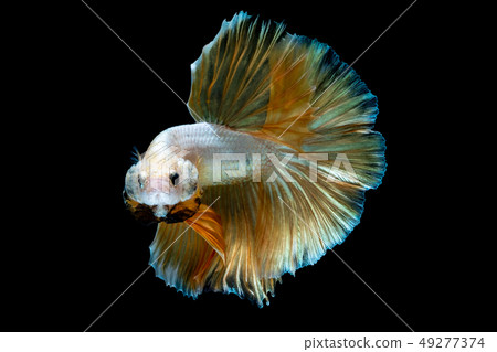 Betta fish Fight in the aquarium Betta fish Fight in the aquarium 49277374