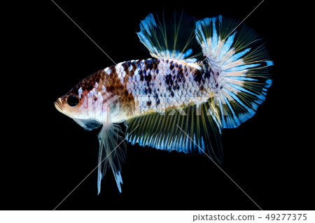 Betta fish Fight in the aquarium 49277375