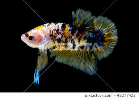 Betta fish Fight in the aquarium Betta fish Fight in the aquarium 49277422
