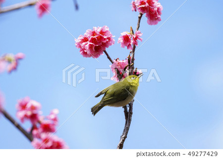 小笠原停在小笠原Hikanzakura的樹枝上 小笠原停在小笠原Hikanzakura的樹枝上 49277429