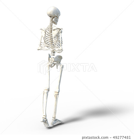 Skeleton skeleton skeleton perming3DCG illustrations material 49277481