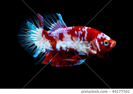 Betta fish Fight in the aquarium 49277502