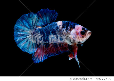 Betta fish Fight in the aquarium Betta fish Fight in the aquarium 49277509