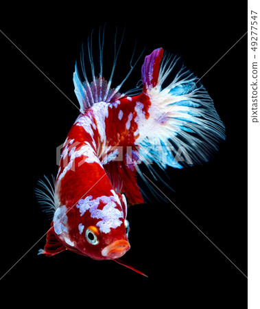 Betta fish Fight in the aquarium 49277547