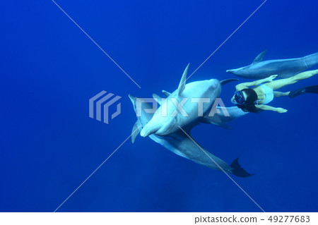 在小笠原的水中與海豚一起游泳的女人 49277683