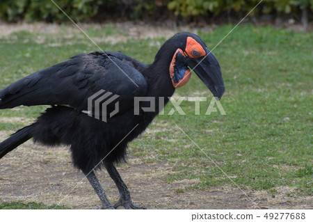 Southern hornbill Southern hornbill 49277688