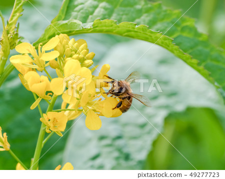 Bee on a rapeseed 49277723