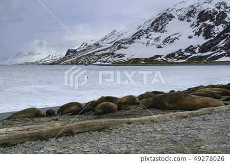 在南喬治亞南岸的像海豹殖民地國王Hokon海灣 49278026