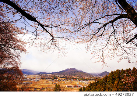 櫻花和鄉村景色 49278027