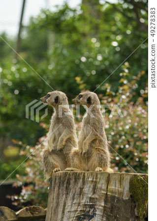 看著周圍的貓鼬 49278383