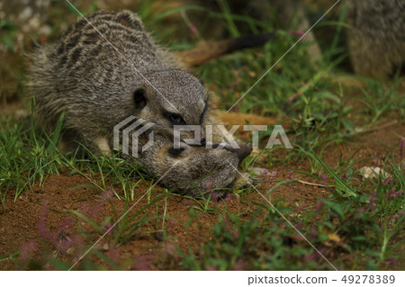 Meerkat Meerkat 49278389