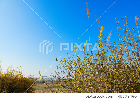 Yellow flowers and forsythia of Ogawa 49278460