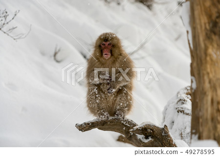 Children of Japanese monkeys in Jigokudani Park, Jigokudani, Nagano Prefecture Snow Monkey 49278595