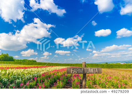 Flower field Naka Furano 49279209