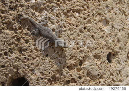 [Jordan] Lizard clinging to the walls of the Umm Qais ruins 49279466