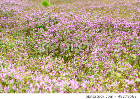 Kawahara's Pink Flower / Hotokekenosa 49279562