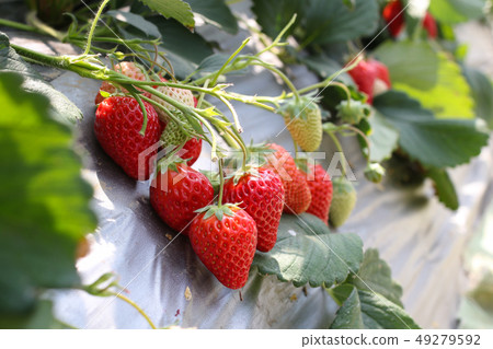 Strawberry picking at the strawberry farm Strawberry picking at the strawberry farm 49279592
