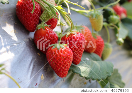 在草莓農場的草莓採摘 49279593