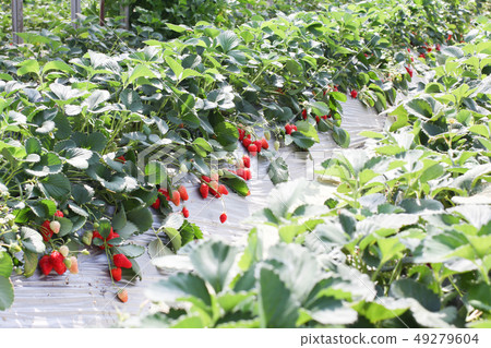 Strawberry picking at the strawberry farm 49279604
