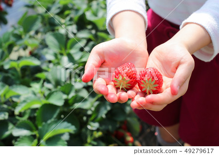Strawberry picking at the strawberry farm 49279617