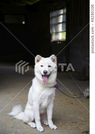 Smiling Jindo Dog, Smiling Jindo Dog, 49280106