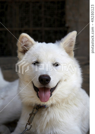 Smiling Jindo Dog, Smiling Jindo Dog, 49280123