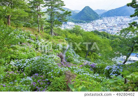 靜岡縣下田市的繡球花和下田市,下田公園 靜岡縣下田市的繡球花和下田市,下田公園 49280402