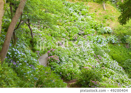 靜岡縣下田市下田公園的繡球花社區 49280404