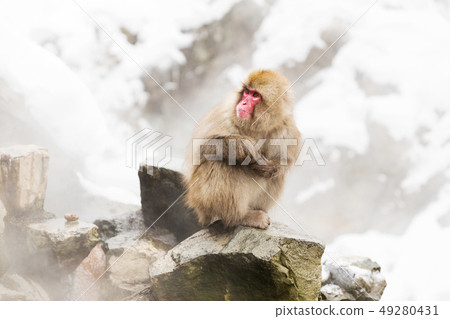 japanese macaques or snow monkeys at hot spring japanese macaques or snow monkeys at hot spring 49280431