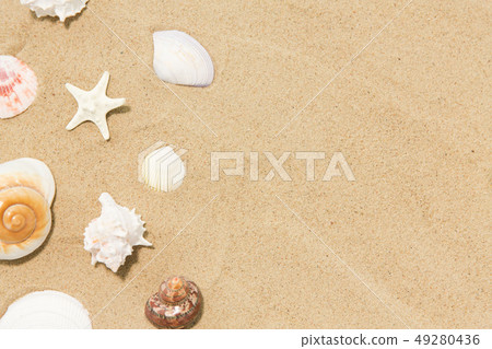 seashells on beach sand seashells on beach sand 49280436
