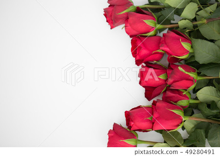 close up of red roses on white background close up of red roses on white background 49280491