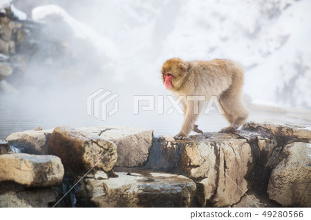 japanese macaque or snow monkey in hot spring japanese macaque or snow monkey in hot spring 49280566