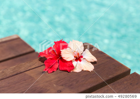 beautiful purple hibiscus flower on wooden pier beautiful purple hibiscus flower on wooden pier 49280569