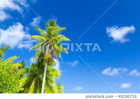 palm trees over blue sky 49280718