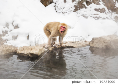 japanese macaque or snow monkey in hot spring japanese macaque or snow monkey in hot spring 49281000