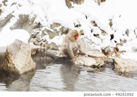 japanese macaque or snow monkey in hot spring japanese macaque or snow monkey in hot spring 49281092