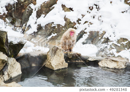 japanese macaque or snow monkey in hot spring japanese macaque or snow monkey in hot spring 49281348